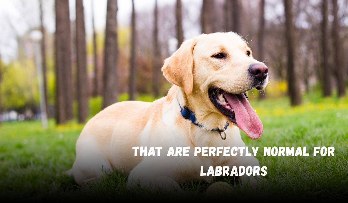 8 Things That Are Perfectly Normal For Labradors