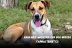 Adorable Mountain Cur Dog Breeds Characteristics