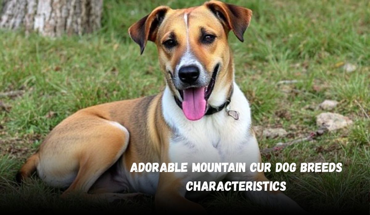 Adorable Mountain Cur Dog Breeds Characteristics