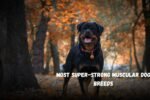 Most Super-Strong Muscular Dog Breeds