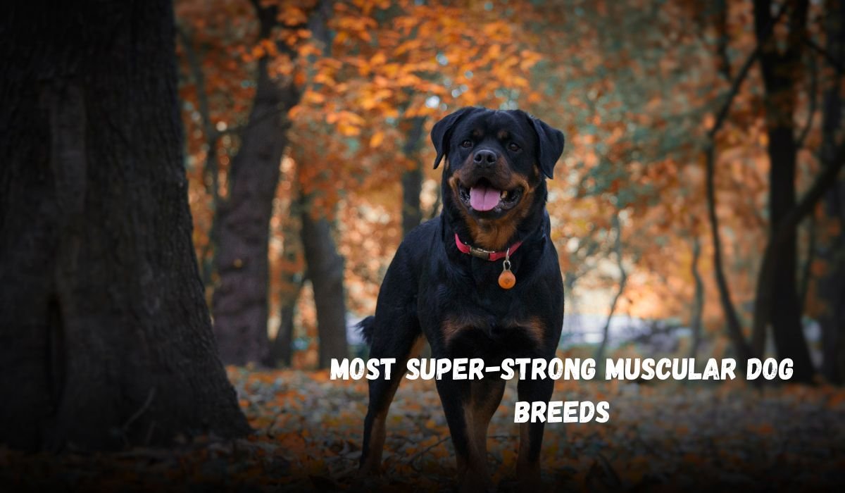 Most Super-Strong Muscular Dog Breeds