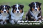 Australian Shepherds