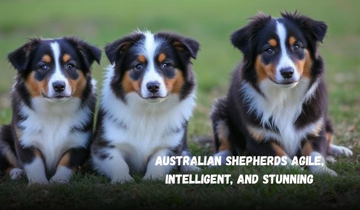 Australian Shepherds