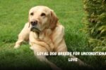 Loyal Dog Breeds for Unconditional Love