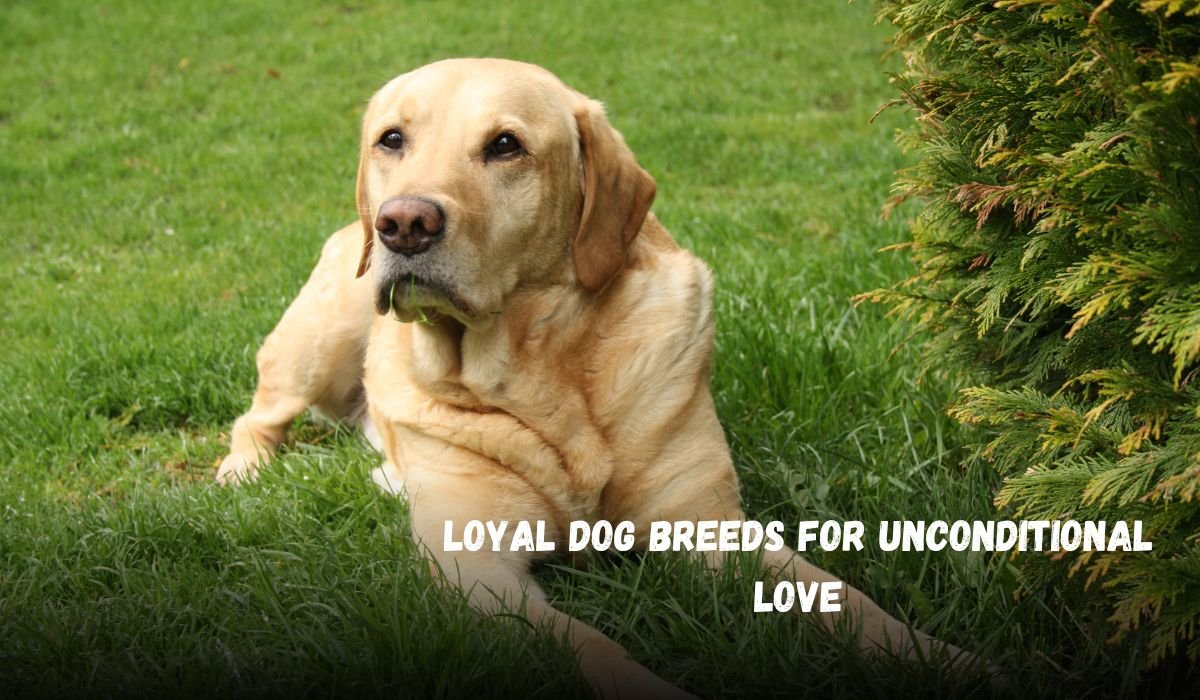 Loyal Dog Breeds for Unconditional Love
