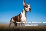 Top 10 Most Giant Dog Breeds That Make Excellent Pets
