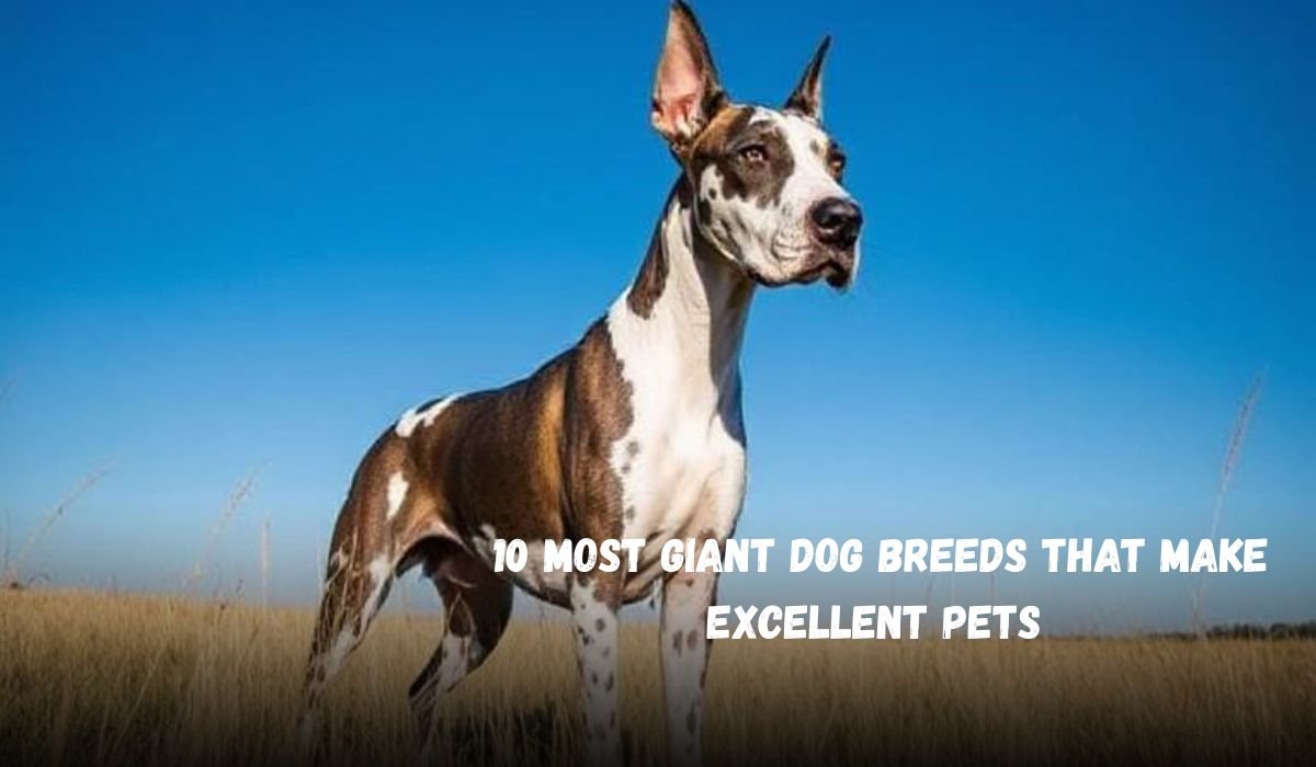 Top 10 Most Giant Dog Breeds That Make Excellent Pets