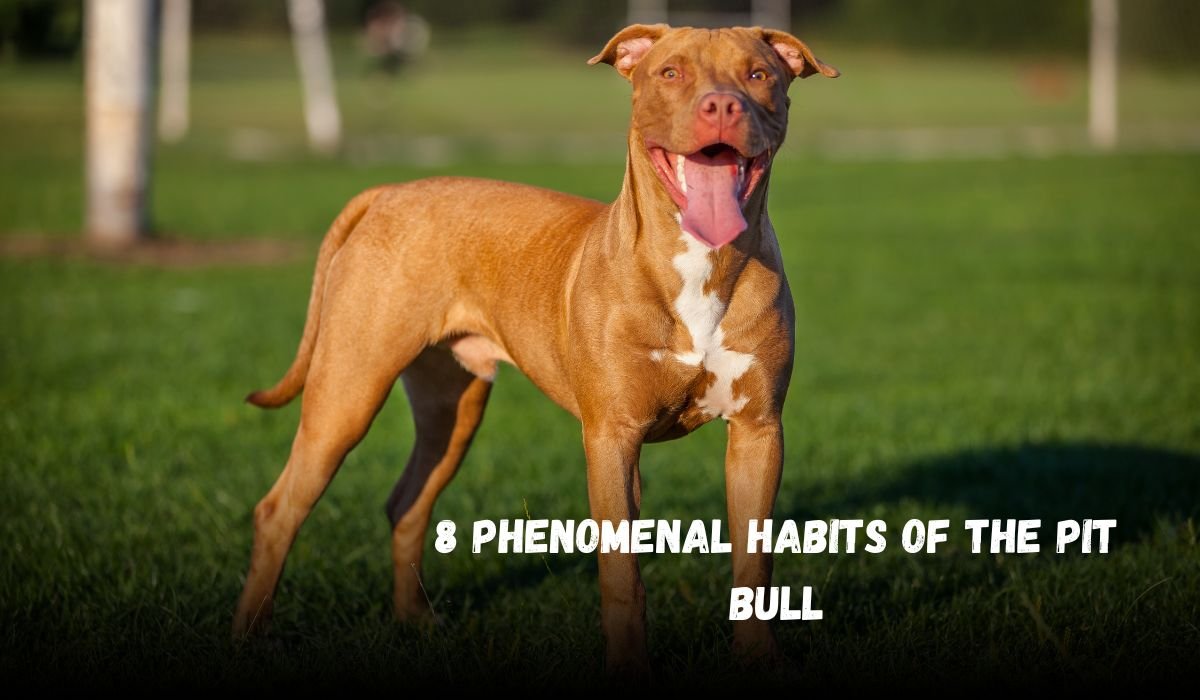 8 Phenomenal Habits of the Pit Bull