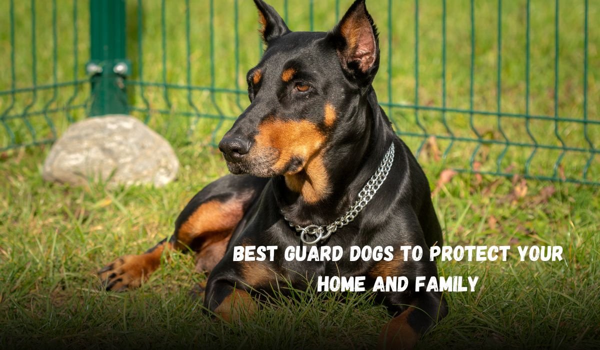 Doberman Pinscher