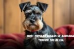 Most Popular Breeds of Adorable Terrier Dog in USA