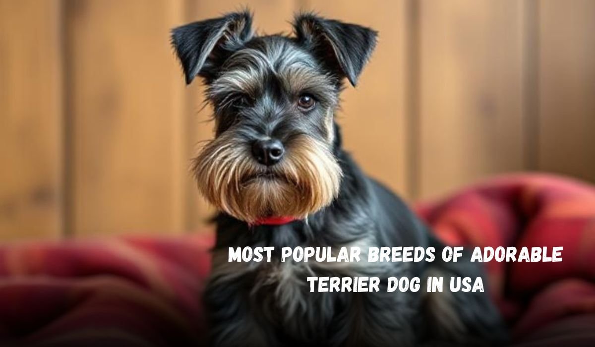 Most Popular Breeds of Adorable Terrier Dog in USA