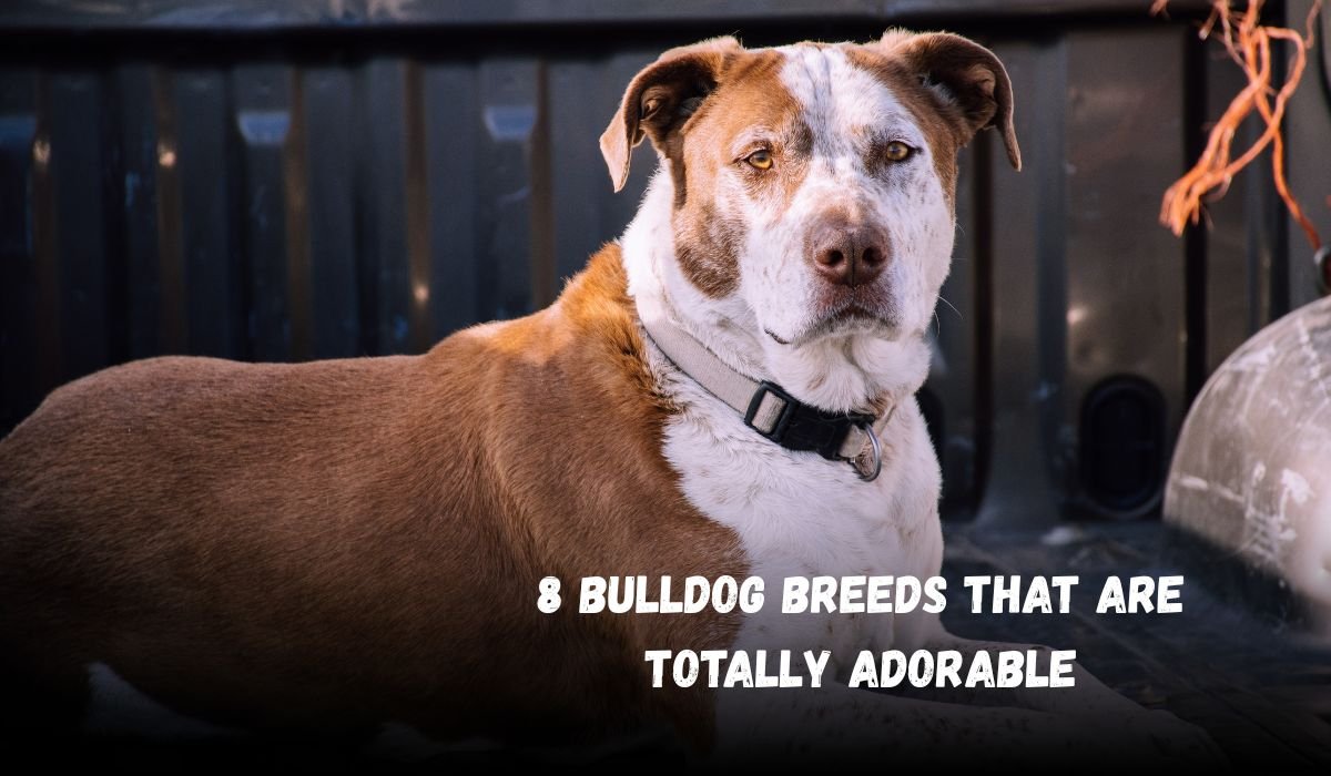 8 Bulldog Breeds That Are Totally Adorable