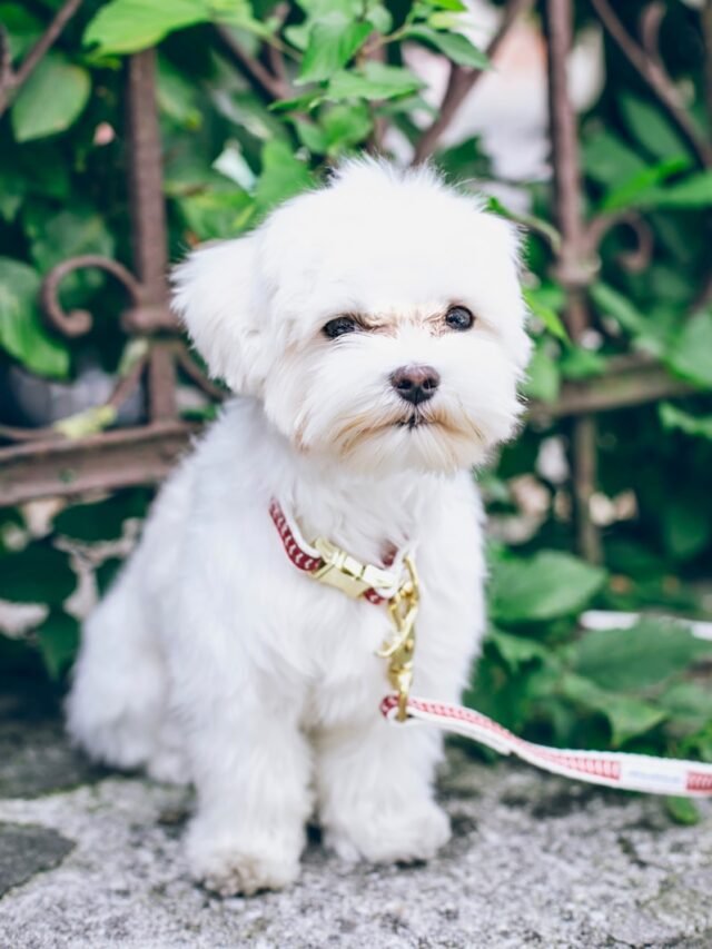 Top 8 Hypoallergenic Dogs for Allergy Sufferers