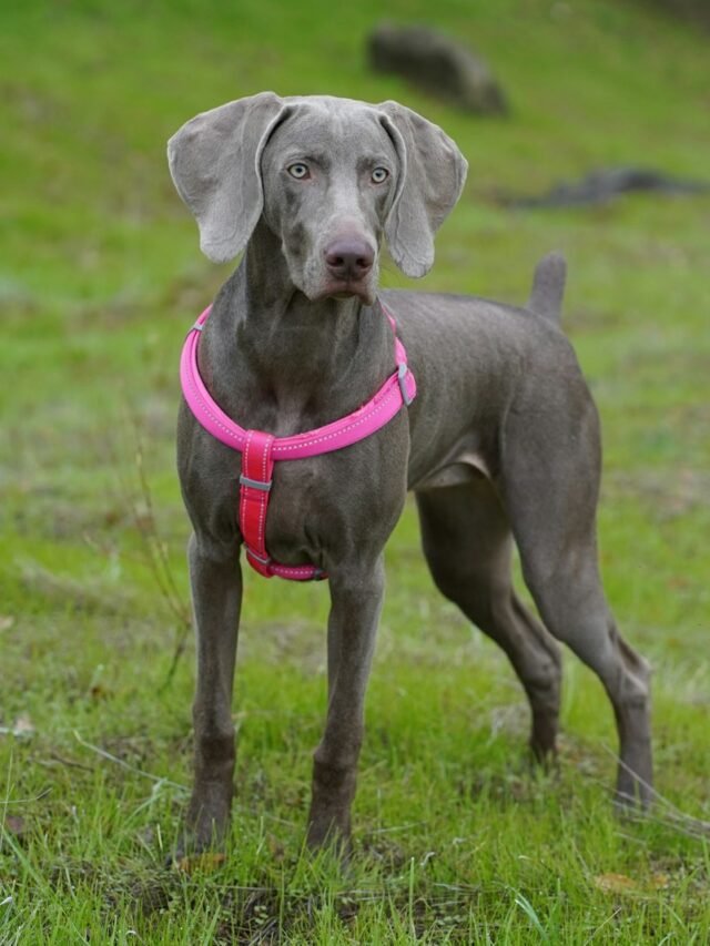 Top 8 Guard Dogs That Are Great with Families