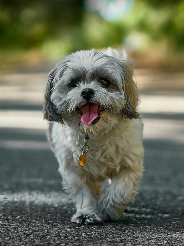Top 8 Dog Breeds That Live the Longest
