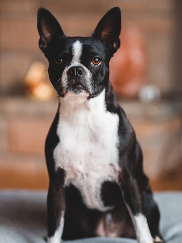Top 8 Low-Maintenance Dogs for Busy Owners