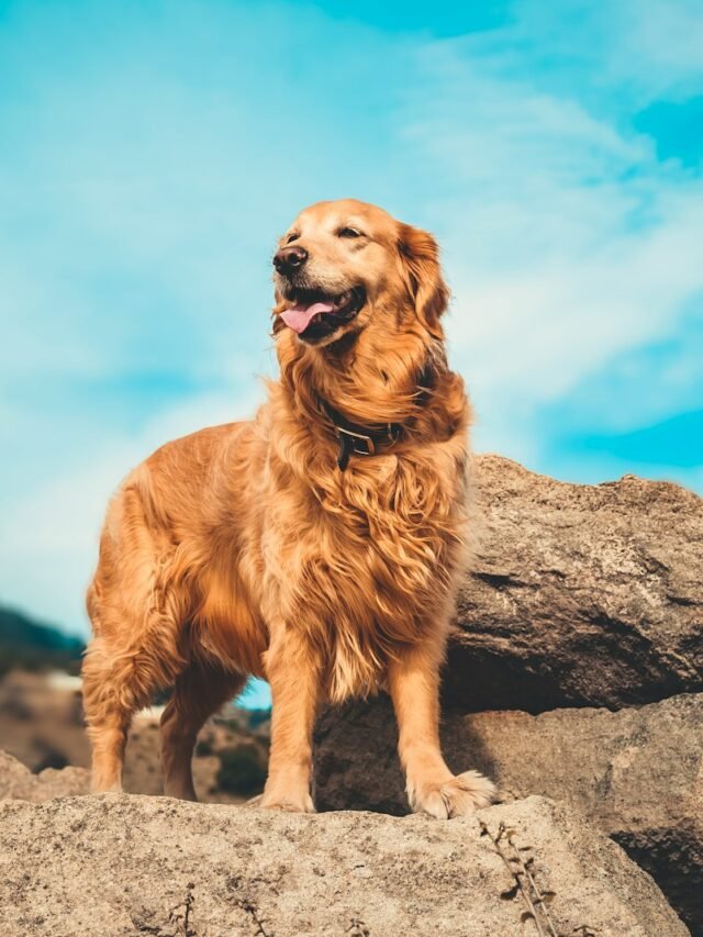 Top 8 Cutest Dog Breeds That Will Melt Your Heart