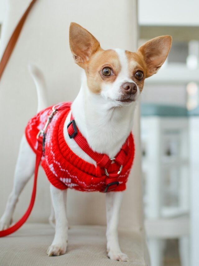 Top 8 Small Dog Breeds Perfect for Apartments