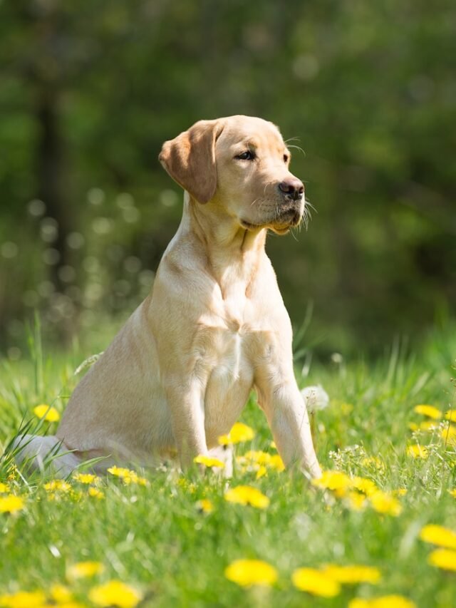 Top 8 Smartest Dog Breeds You Can Train Easily