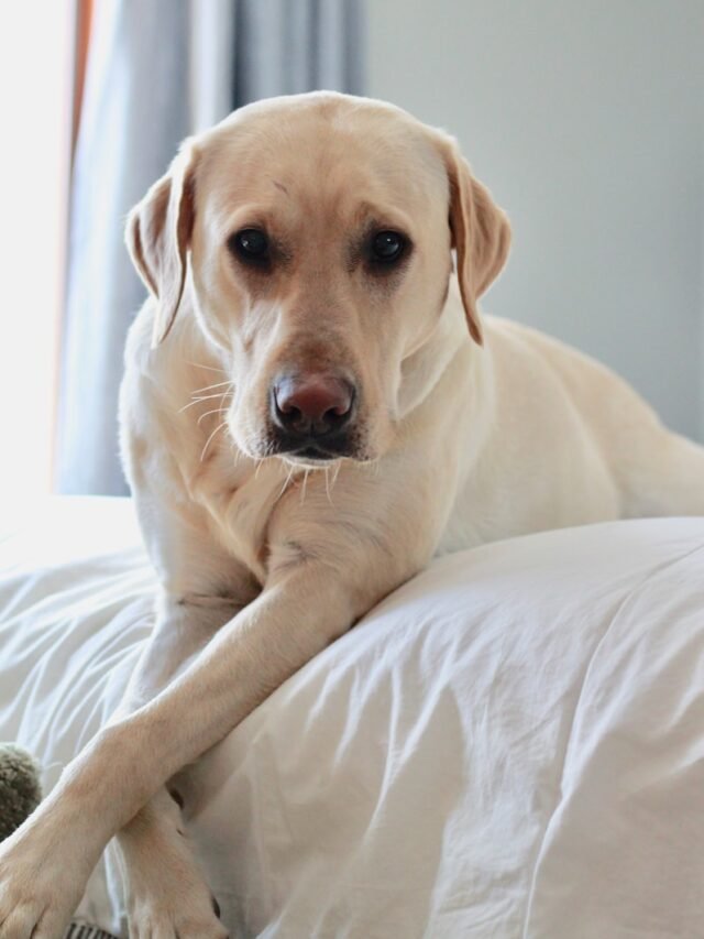 Top 8 Most Loyal Dog Breeds in the World