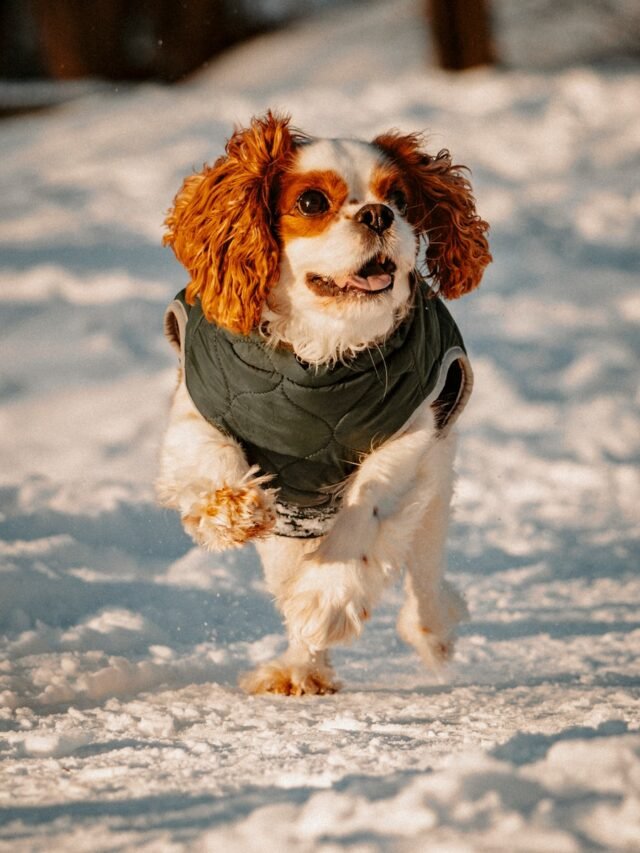 Top 8 Family-Friendly Dog Breeds for Kids